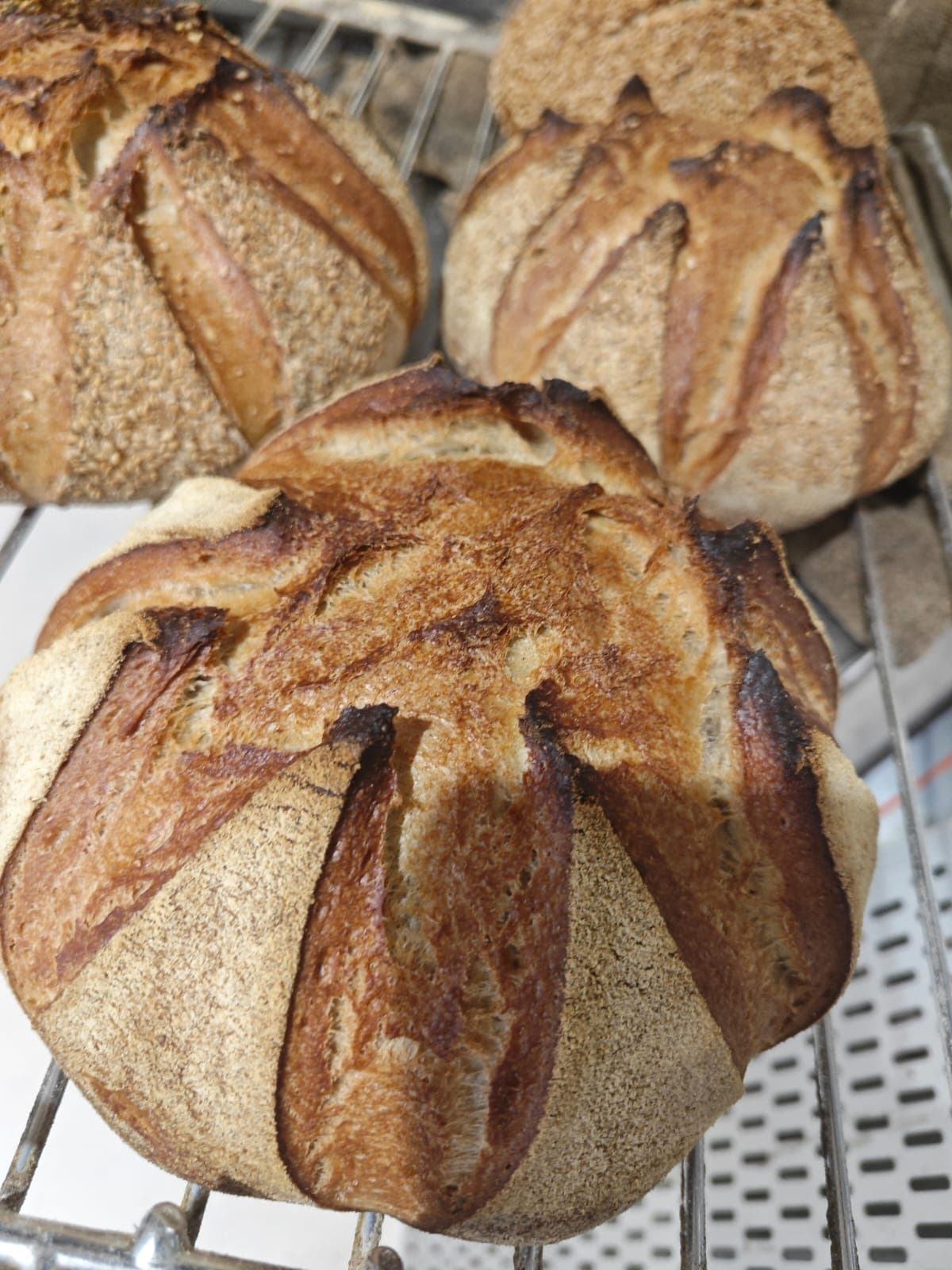 Pagnotte di pane rustico